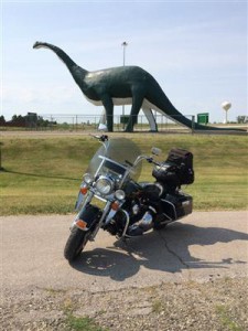 Dino   Gallery